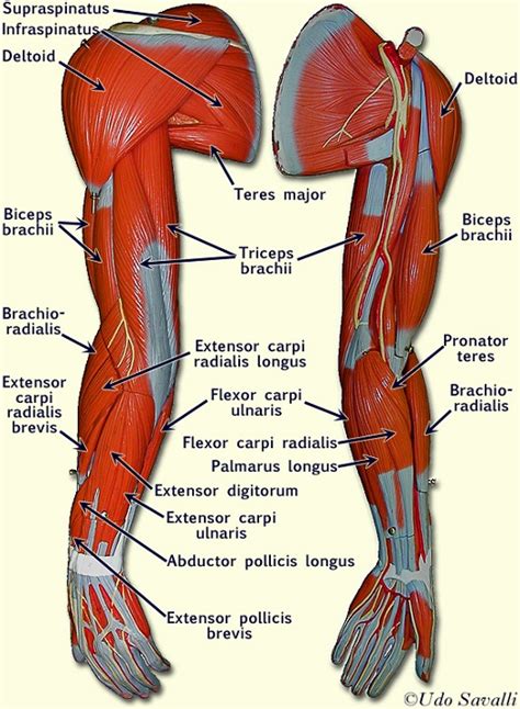 Arm Muscle Diagrams 101 Diagrams