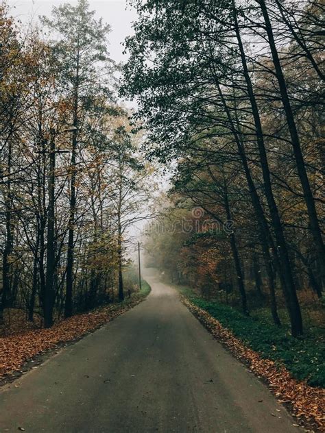 Road In Autumn Woods With Fall Leaves In Foggy Cold Morning Mist In