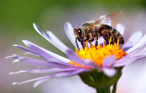 19 Extraordinary Facts About Pollination