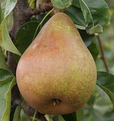 Doyenne Du Comice Pear Tree Small Tree For Pots Or Small Gardens