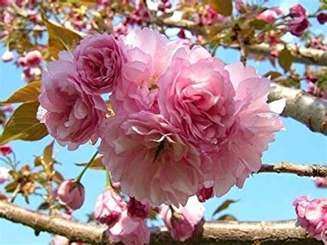 In d.c., kwanzans have bloomed as early as april 2, in 1946, and as late as may 2, in 1965. Kwanzan Flowering Cherry Tree 3-4 ft Bare Root Prunus ...