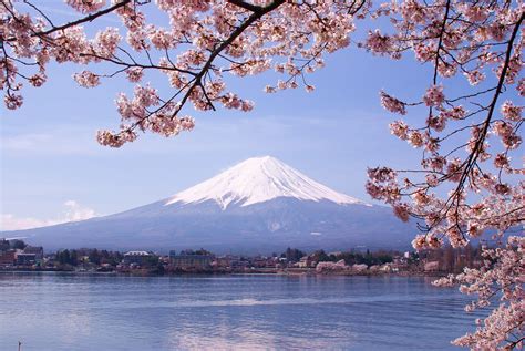 Pink Moss Fields And Cherry Blossom Around Mount Fuji Japan