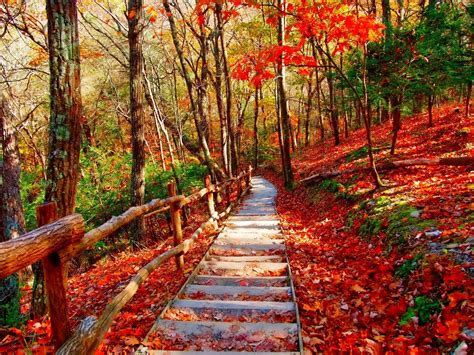 Autumn Forest Path Hd Wallpaper Background Image 2048x1536