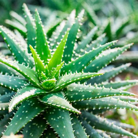 10 Seriously Cool Succulents That Make Great Houseplants