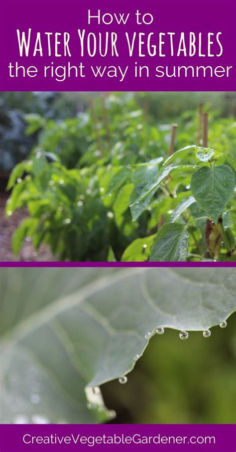 Secrets To Watering Your Vegetable Garden The Right Way Vegetable