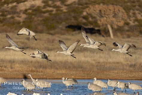 Sandhill Cranes Fly Out At Sunrise Bosque Del Apache Nwr Grus Canadensis Bosque Del Apache