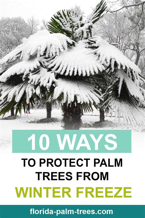 10 Ways To Protect Palm Trees From Winter Freeze Palm Trees Palm