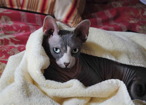 23 Photos That Prove Hairless Cats Are Actually Adorable Hairless Cat Cat Hug Puppies And