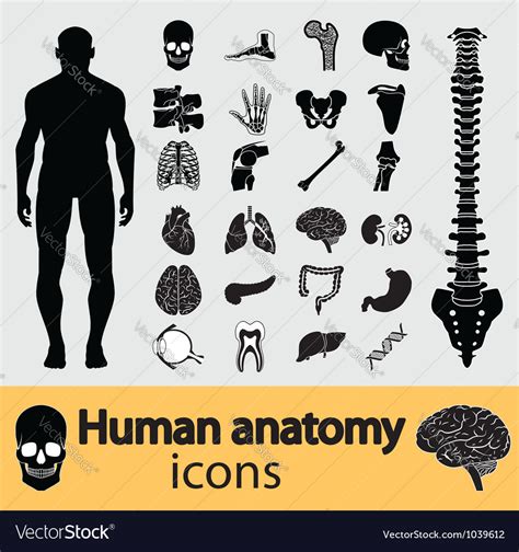 Human Anatomy Icons Royalty Free Vector Image Vectorstock