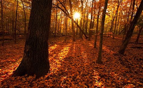 Autumn Burst Forests Burst Autumn Sunset Nature Hd Wallpaper Peakpx