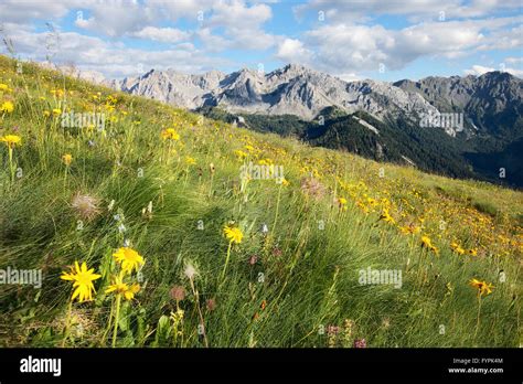 Alpine Meadows Hi Res Stock Photography And Images Alamy