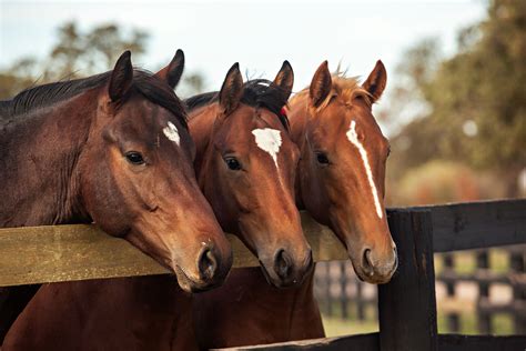 6 Animals You Should Have In Your Farm The Plaid Horse Magazine