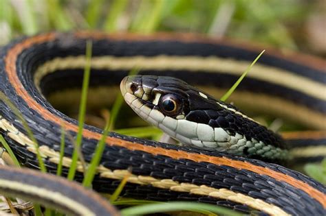 View Topic Texas Garter Snake Thamnophis Sirtalis Annectens In Sw