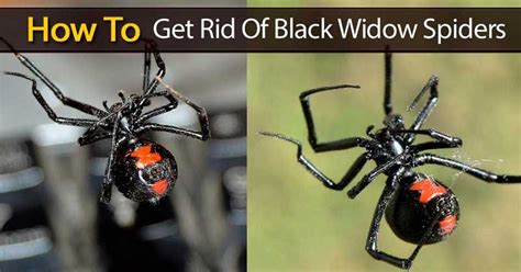 Black Widow Spiders How To Get Rid Of Black Widows Black Widow