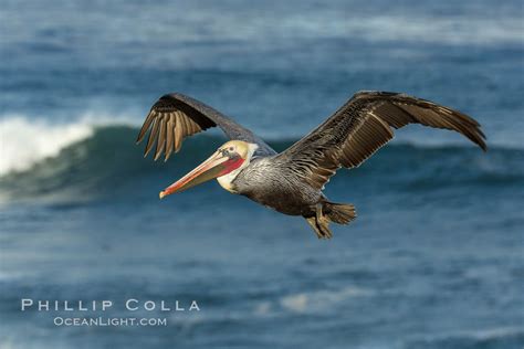 Brown Pelican Flying Over Waves And The Surf Pelecanus Occidentalis