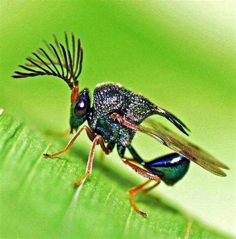 Pin By Pom Papai Ingtham On Entomologist Apparently Beautiful Insect