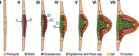 Frontiers Lateral Root Primordium Morphogenesis In Angiosperms