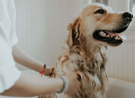 Stop Dont Wash Your Dog Until You Read This Bentons Road Vet Clinic