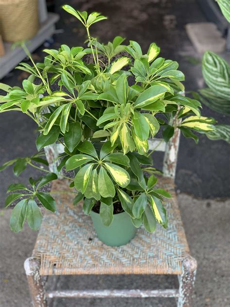 Schefflera Plant In Wakefield Ma The Sweetbay Shop