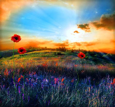 1179x2556px 1080p Free Download Beauty Field Rays Sunset Sky