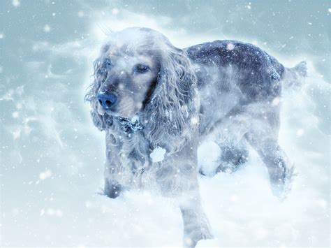 Free Images Cold Winter Puppy Animal Cute Canine Standing Ice