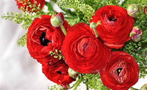 Hd Wallpaper Flowers Red Bouquet Buds Ranunculus Asian Buttercup