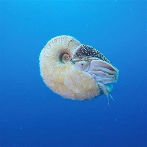 Cephalopods Latest News Photos And Videos Wired