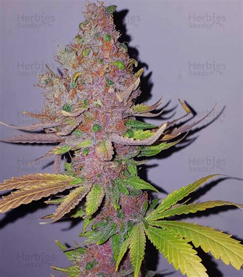 Vente De Graines De Cannabis Purple Queen Rqs Herbies Seeds