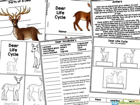 Free Printable Deer Life Cycle Worksheets For Elementary College