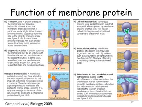 Regulation of membrane protein function by lipid 31. Cell : Structure and Function Part 01