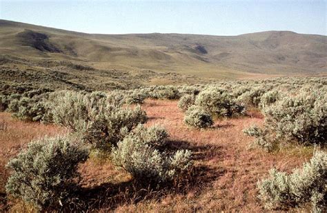 New Rules To Protect Bird Could Save Western Sagebrush As Well
