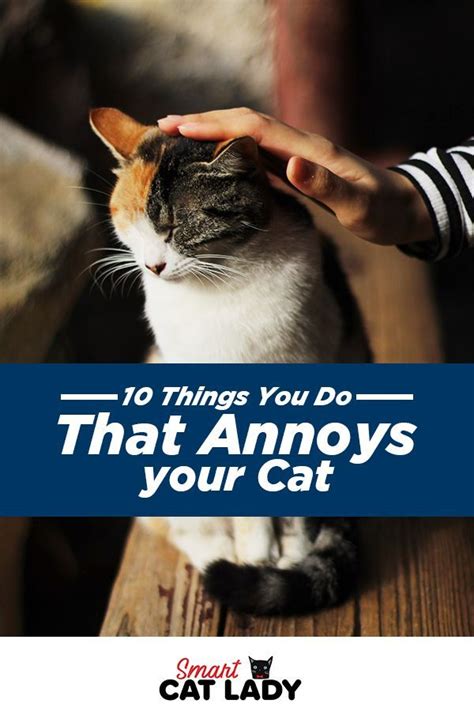 Does Your Cat Look Like Shes Holding A Grudge Check Out These 10