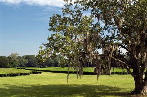 Drayton hall is preserved and unspoiled since it was built in 1742 for john drayton utilizing slave labor. Charleston Tea Plantation | The Official Digital Guide to Charleston SC - Charleston.com