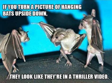 19 Hilarious Bat Meme That You Never Seen Before Memesboy