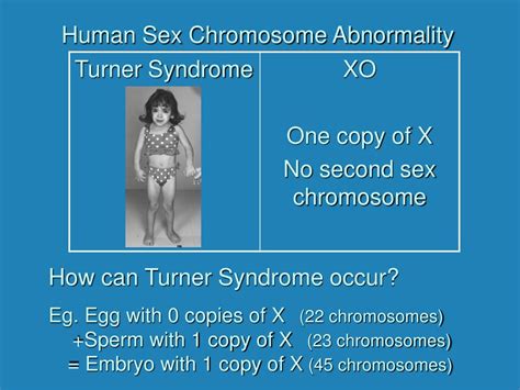 Ppt Chromosomal Mutations Powerpoint Presentation Free Download Id