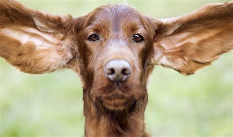 Why Do Dogs Scratch Their Ears