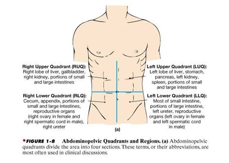 Understanding four abdominal quadrants | health clubfinder. Organs located in each abdominal quadrant. Great info for ...