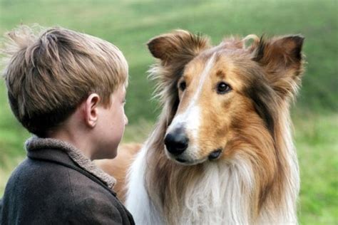 Lassie Lassie 2005 2005 Film