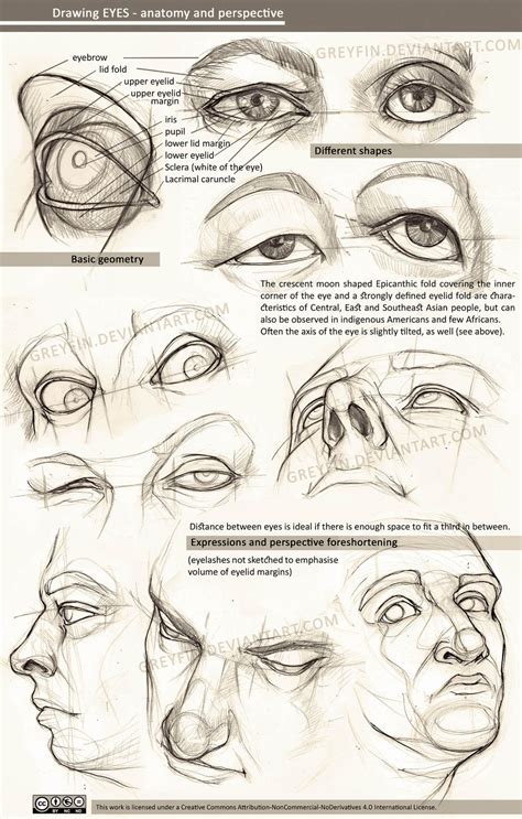 Drawing Eyes Anatomy And Perspective By Greyfin On Deviantart