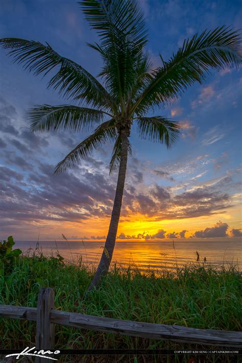 Ocean Sunrise With Coconut Palm Tree Florida Hdr Photography By