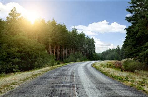 The Road In A Pine Forest Stock Image Image Of Race 24782207
