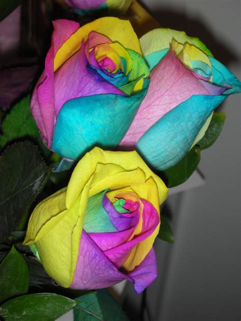 Tye Dye Roses Rainbow Roses Tye Dye Rose