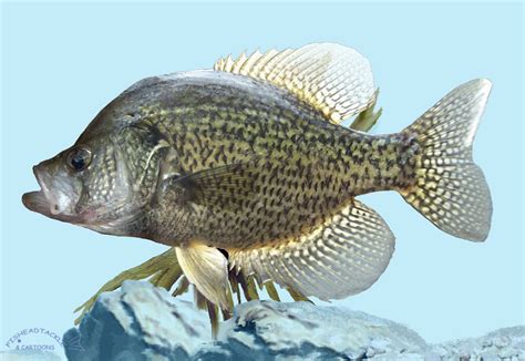 50 Crappie Wallpapers Wallpapersafari