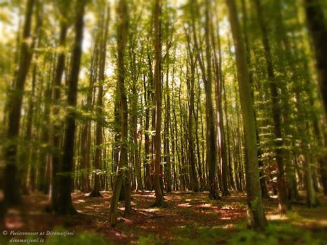Forest A4 Photography Print By Diramazioni On Etsy