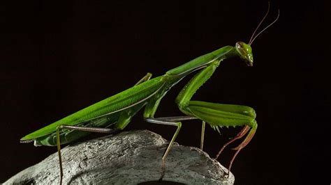 Yes Female Praying Mantises Do Eat Their Mates Howstuffworks