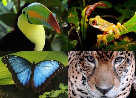 The amazon tropical rainforest is enormous, housing 30 percent of the remaining tropical rainforest on earth. Tropical rainforest has almost 15 million different animal ...