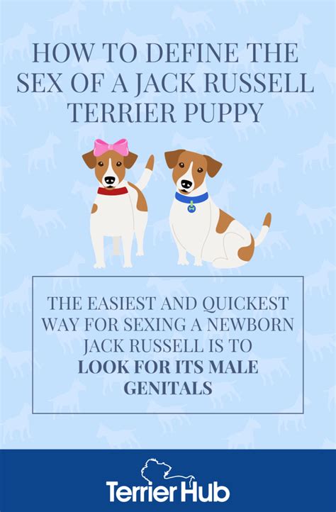 Jack Russell Terrier Puppy How To Define The Sex Terrier Hub