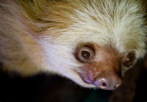 After A Life In Slow Motion Worlds Oldest Sloth Dies Live Science