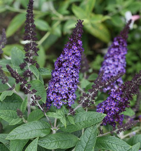 Pugster Blue Butterfly Bush Natorps Online Plant Store