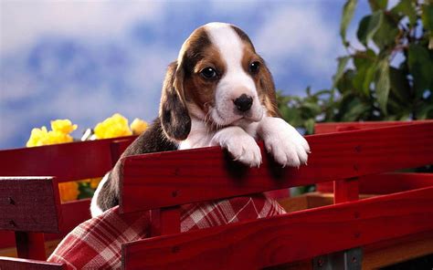 Beagle Puppy Cute Animals Hd Wallpaper Peakpx
